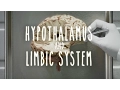 Neuroanatomy S1 E4 Hypothalamus and Limbic System