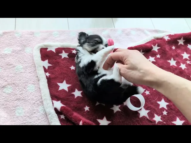 動画