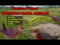 Download Lagu Suara Pikat Burung Tikusan Mata Merah - Ayam Ayaman Sawah TERBARU 2022