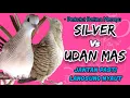 Download Lagu Perkutut Betina Silver vs Udan Mas Berlomba Memanggil dan Merayu Jantan