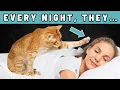 Download Lagu The One Strange Thing Your Cat Does Every Night While You Sleep  – And It’s About You