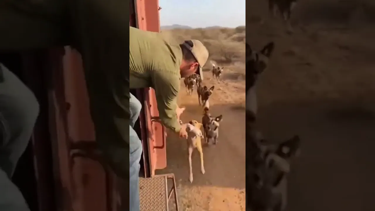 Touching behavior