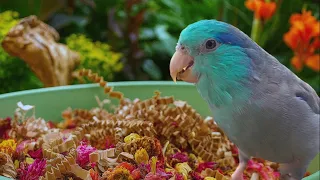 PARROT TV Natural Bird Sounds 🌺 Foraging Parrotlet for Budgies, Forpus, Lovebirds 