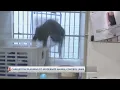 Charleston planning to modernize animal control laws