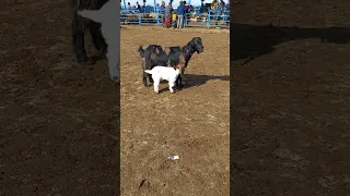 بز بزقندی به همراه بزغالش بز بزغاله بازار حسن وجدانی 