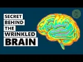 Is a Wrinkly Brain really Smarter Why is the Brain wrinkled Why on Earth