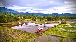 14 hari mencari kedamaian: membangun rumah sawah & berburu makanan🔥
