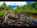 Download Lagu Isi Rimba Tak Ada Tempat Berpijak Lagi Iwan Fals