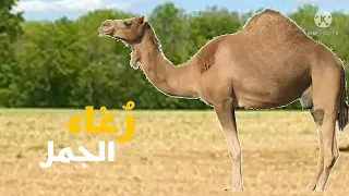 أصوات الحيوانات رغاء الجمل طيور الجنة دندنها