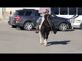 Karl sells at Dixie Horse Auction in Troutman NC - November 28th and 29th