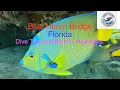 Blue Heron Bridge Dive tips and Marine Highlights