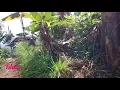 Download Lagu Ngontrol kebun mentinun