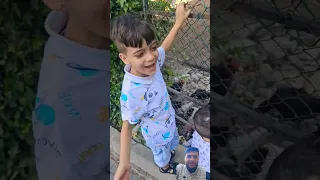 دجاجتي الكبيرة     دندنها