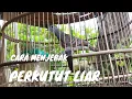 Download Lagu MENJEBAK BURUNG PERKUTUT