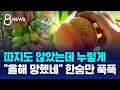 Download Lagu 따지도 않았는데 누렇게…\
