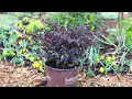 Purple Daydream® Dwarf Loropetalum