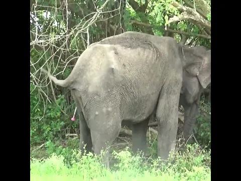 Giving medicine to an injured elephant #elephant