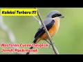 Download Lagu Masteran Burung Cucak Cungkok Jernih Full Tembakan Perih