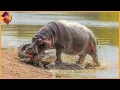 Download Lagu 15 Times Crocodiles And Alligators Messed With The Wrong Opponent.