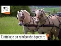 L attelage en randonnee equestre