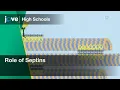 Role of Septins Cell Bio Textbooks -