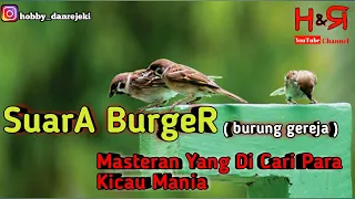 Download Suara burung gereja gacor tarung cocok buat masteran | hobby dan rejeki MP3