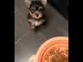 Yorkie 8 weeks old - First meal at home