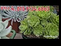 Lagu 12.7영상ㅇ에어니옴금.많이구매해주십사하고.오립니다#succulent #plants. 010.9134.6863