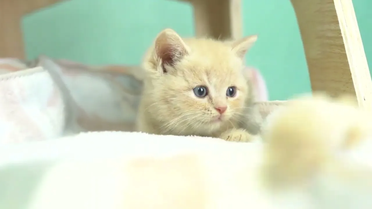 動画
