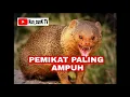 Download Lagu Suara Garangan ampuh untuk pemikat
