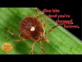 There s A Conspiracy Theory About These Ticks The Truth Is Way Weirder