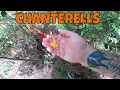 Foraging for great eating wild mushrooms in Florida
