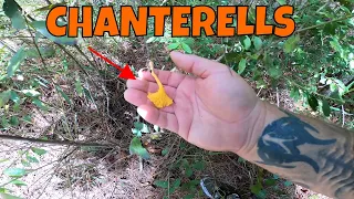 Foraging for great eating wild mushrooms in Florida