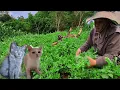Download Lagu Harapan palsu si merah,inilah yang terjadi, harapan tinggal capek,bertani di hutan,CTd-87