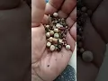 Download Lagu This handful of seeds can feed a family . #TeachTheChildren #SoTheyGrowWell.🌿 #TERPS