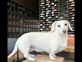 Oh oh the misery homophobic dog meme