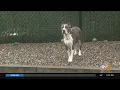 Group Of New Jersey Lawmakers Introduce Bill Requiring Owners Of Large Dogs To Install Fencing
