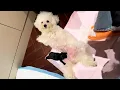 Download Lagu My dog lost her only baby. Two days later, I found an abandoned puppy on the roadside.