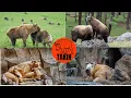 Download Lagu Takin-The Mysterious Goat-Antelope of the Himalayas
