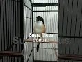 Download Lagu cendet suara tikus curut