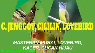 Download Tembakan C.JENGGOT LOVEBIRD CILILIN MP3