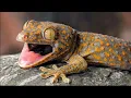 Lagu SUARA TOKEK SERAK SERAK BASAH - TOKEK SEREM - TOKEK PENGANTAR TIDUR -  gecko sound