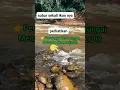 Download Lagu 👉MENGERIKAN‼️APA INI🧟⁉️#Shorts