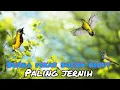 Download Lagu SUARA PIKAT SOGON RIBUT PALING JERNIH