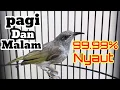 Download Lagu masteran cucak kombo gacor full isian mewah... kacial kombo