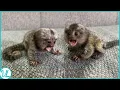 Meet The Tiny Marvels Adorable and Playful Finger Monkeys