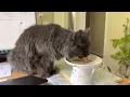 Cat eating Royal Canin Renal Support food