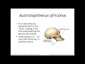 Lab 15 The Australopithecines and Early Members of the Genus Homo
