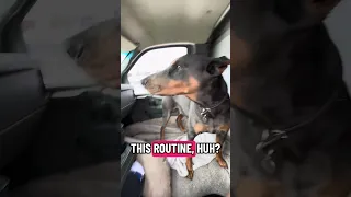 #Fyp #doberman #pets #YouTube #dream