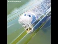 Manatee Attack Actual Speed - Seriously though